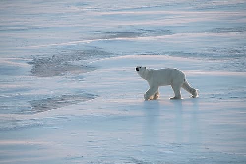 Norway-High Arctic Underweight polar bear on sea ice at dusk Art Print